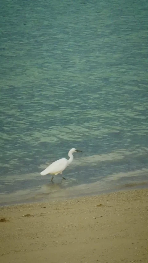 White egret walking in shallow water along sandy beach 库存影片 346268048
