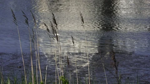 White egret walking in a shimmering river with reeds in foreground Stock-Footage 339137618