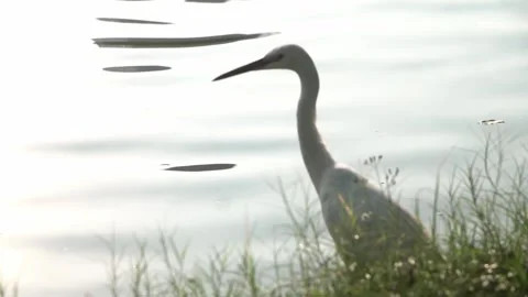 A white egret walking in slow motion. Video stock 304008175