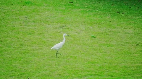 White Egret Walking Slowly Across A Lush Green Park Lawn During The Day Stock Footage 342004633