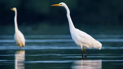 White Egret in Water Stock Footage 323138328