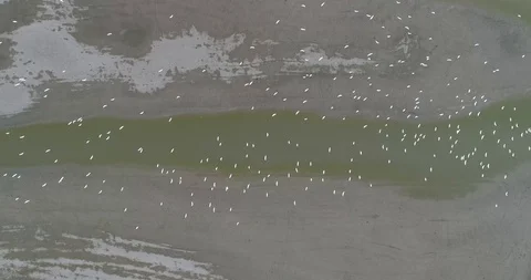 White Egrets from above flying over water Stock Footage 114571174