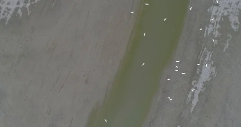 White Egrets from above Stock Footage 114571307