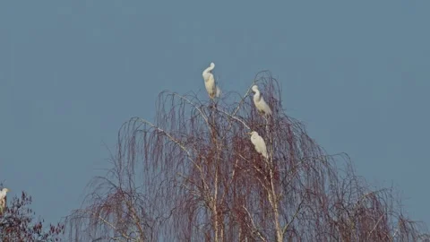 White egrets balance on thin swaying branches, overlooking their feeding ar.. Video stock 304414884