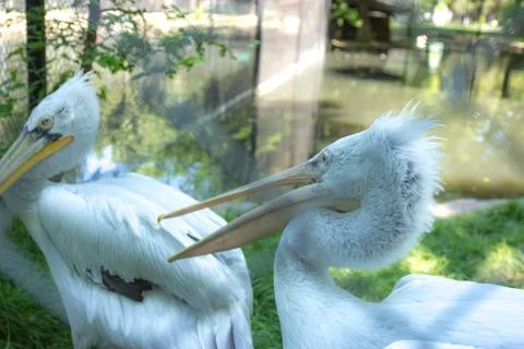 White egrets behind the net Stock Photos