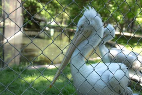 White egrets behind the net Stock Photos