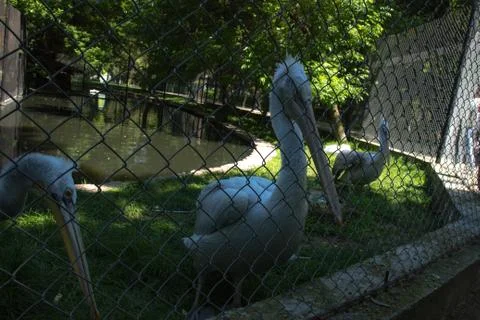 White egrets behind the net Foto stock