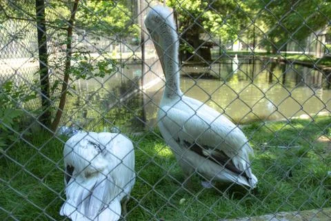 White egrets behind the net Foto stock