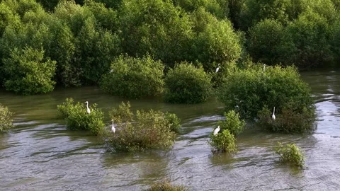 White egrets feeding among mangrove trees in shallow water Video stock 337543009