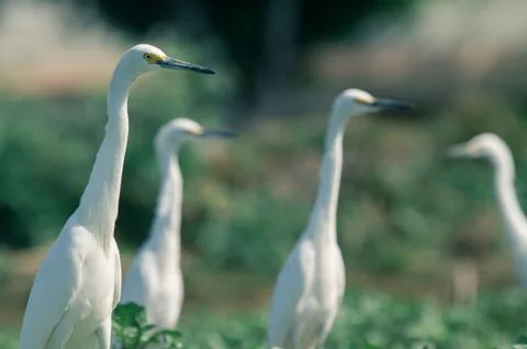White egrets in the field Stock Photos