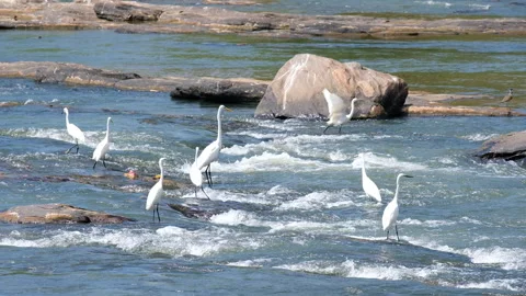 White egrets flock standing in Asian river water, flying from place to place and Stock Footage 300121995