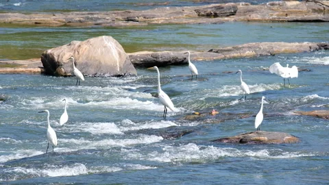 White egrets flock standing in Asian river water, flying from place to place and 스톡 동영상 319983107