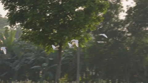 White Egrets Flying Over Forest Canopy Stock Footage 311719374