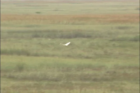 White Egrets Flying over Marshy Grasses in Florida Everglades Stock Footage 121352457