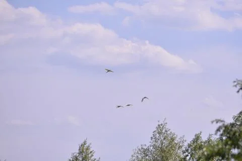 White egrets flying in the sky Stock Photos