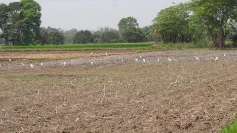 White Egrets Stock Footage 333961430
