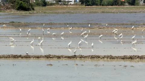 White egrets forage in shallow flooded paddies with village houses and trees Stockbeeldmateriaal 334091127