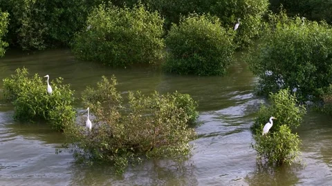 White egrets foraging among mangrove trees in tidal water Vídeo Stock 332604468