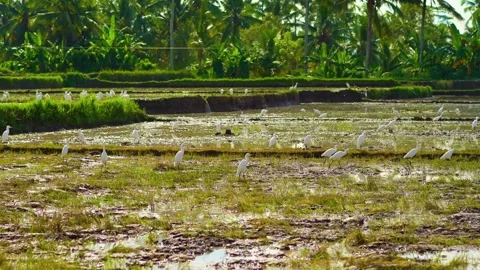 White egrets foraging in a flooded rice paddy field, lush green tropical ba.. Stock Footage 301073141