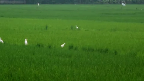 White Egrets Foraging in Lush Green Rice Paddy Field in Indonesia Stock Footage 332849398