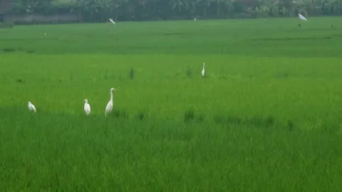 White Egrets Foraging in Lush Green Rice Paddy Field in Indonesia Stock Footage 332849439
