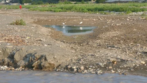 White egrets gather around a shrinking muddy pond in a rocky landscape Stock Footage 318681373