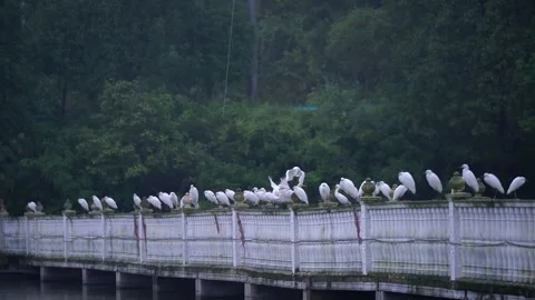 White Egrets Gathered Gracefully at a Tranquil Pond Edge in Natural Habitat Stock Footage 341917267
