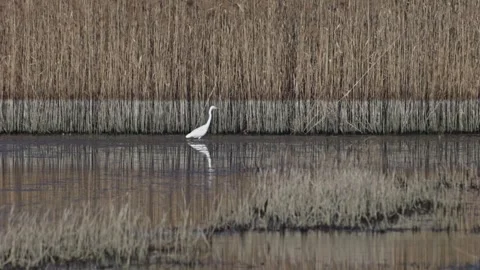 White egrets hunt fish in a shallow lake after migration. They move slowly,.. Stock Footage 305146487