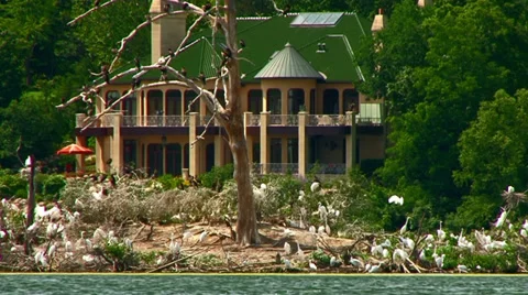 White Egrets nesting on a small island Stock Footage 33667091