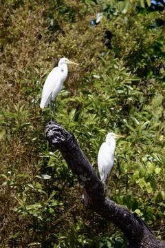 White Egrets Perched on Dead Tree in the Daintree Rainforest, Australia Fotos de archivo