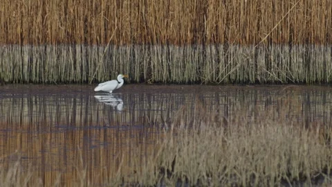 White egrets prowl through shallow waters, searching for fish. Their swift .. Stock Footage 305760446