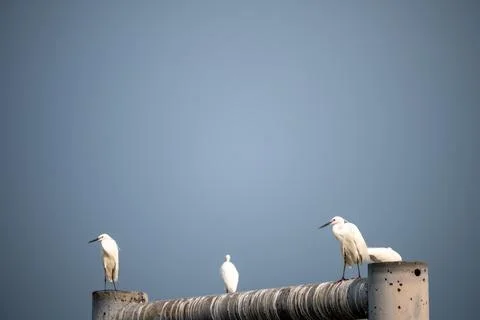 White egrets resting on ferry structure above Bangkok river Foto stock