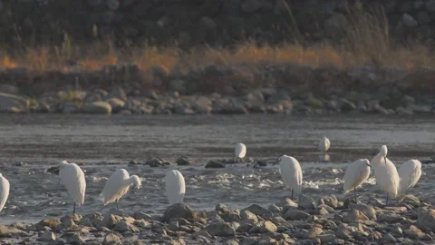 White egrets resting in Japan. Stock Footage 146046662