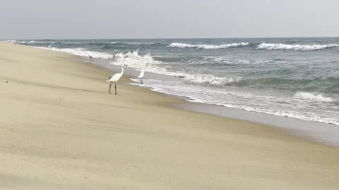 White egrets on sandy tropical beach with ocean waves 库存影片 323798674