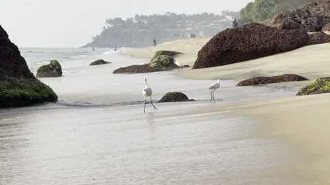 White egrets on sandy tropical beach with ocean waves 库存影片 323798675