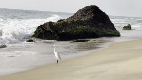 White egrets on sandy tropical beach with ocean waves 库存影片 323798682