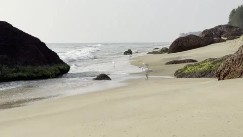 White egrets on sandy tropical beach with ocean waves 库存影片 323798687