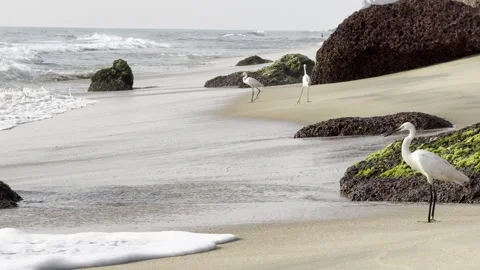 White egrets on sandy tropical beach with ocean waves 库存影片 323798695