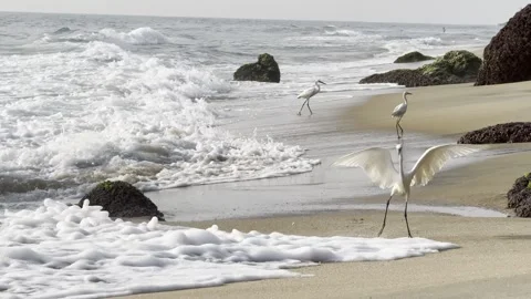 White Egrets on Tropical Beach with Ocean Waves, Coastal Wildlife 库存影片 323798698