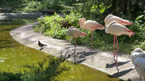 White egrets in the zoo standing on one leg near a pond Stock Footage 310353784