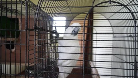 White elder bird perched in a cage Stock Footage 263174614