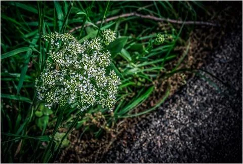 The white elder flowers Stock Photos