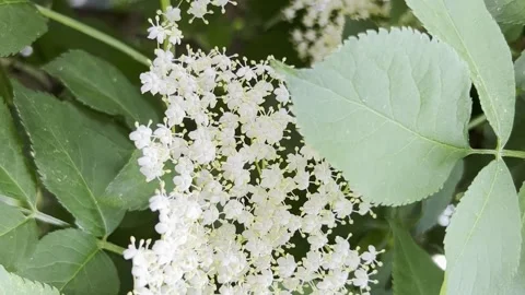 White elder flowers on a summer day. Sambuca is black. Nature. Vertical video Stock-Footage 250113249