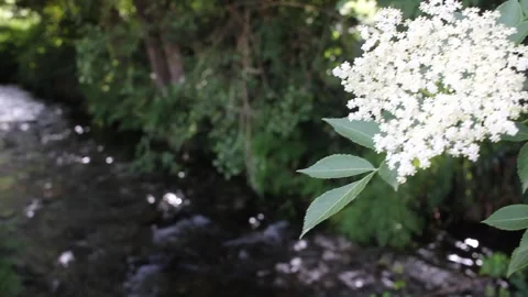 White Elderflower Blooming on a Riverbank with Defocus Transition 스톡 동영상 336032930