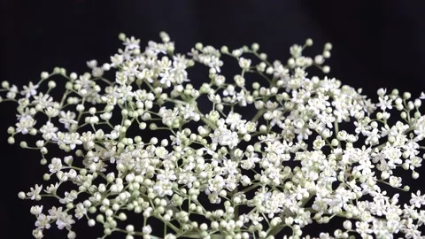 White elderflower blooms on black background Stock Footage 148198150