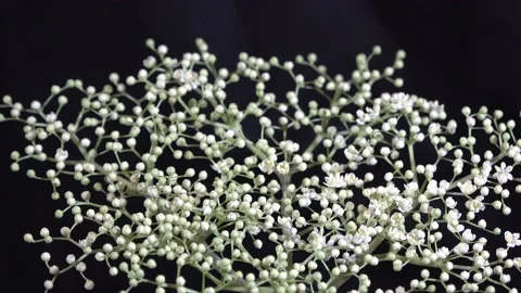 White elderflower blooms Stock Footage 148198837