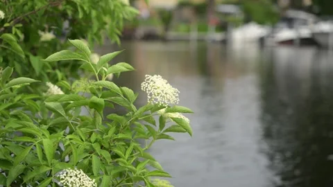 White elderflower blossoms on green shrub by calm lakeside water in summer natur Stock Footage 336406636