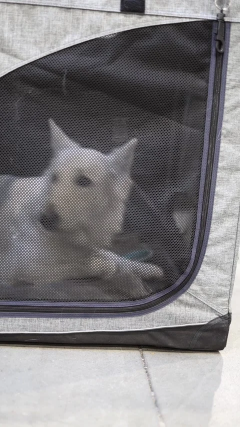 A white, elegant dog rests peacefully in a portable soft-sided kennel at a dog s Stock Footage 294707434