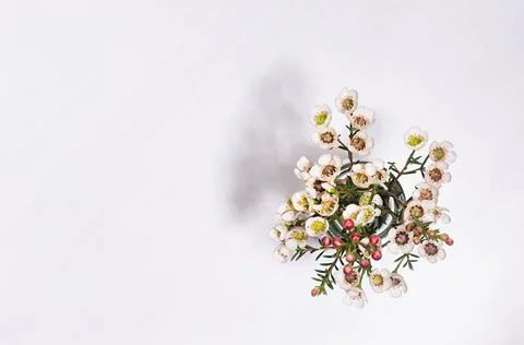 White elegant tiny flowers on spring branch in sun beam on white wood table t Stock Photos