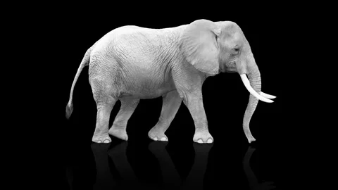 White Elephant on Black Reflective Surface 8K Loop Video stock 313454721